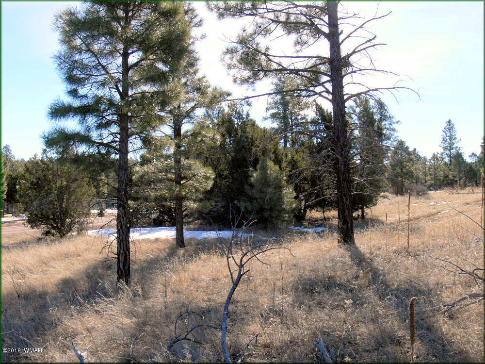 2904 Buckskin Canyon Road Heber, AZ 85928 - Photo 5 of 5