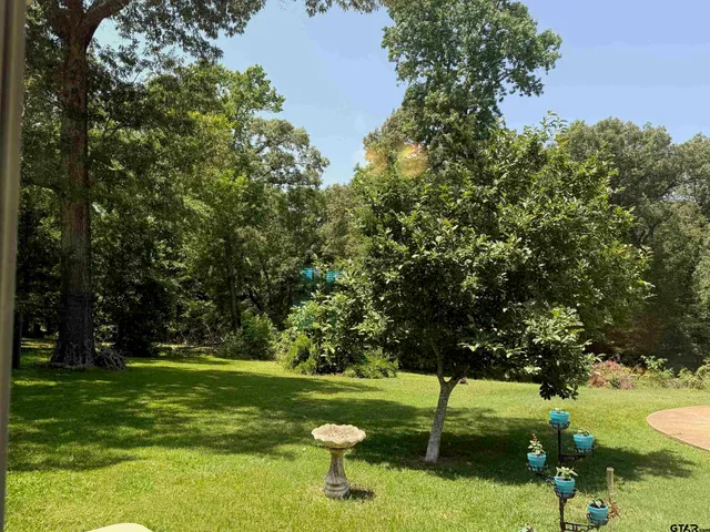 a view of a trees in a yard