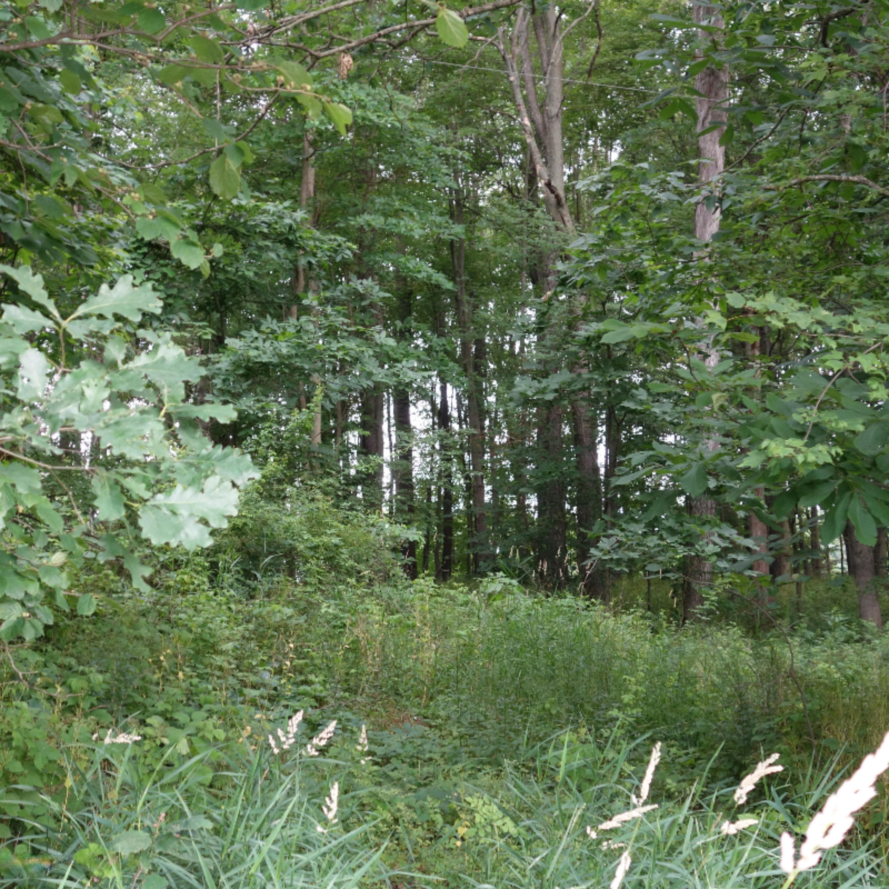 0 Weir Road Hanover, MI 49250 - Photo 12 of 35 DSC03034