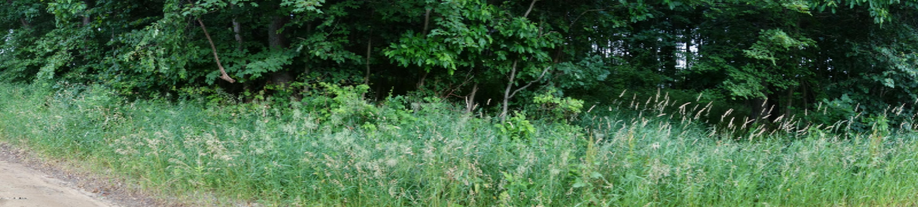 0 Weir Road Hanover, MI 49250 - Photo 13 of 35 DSC03035