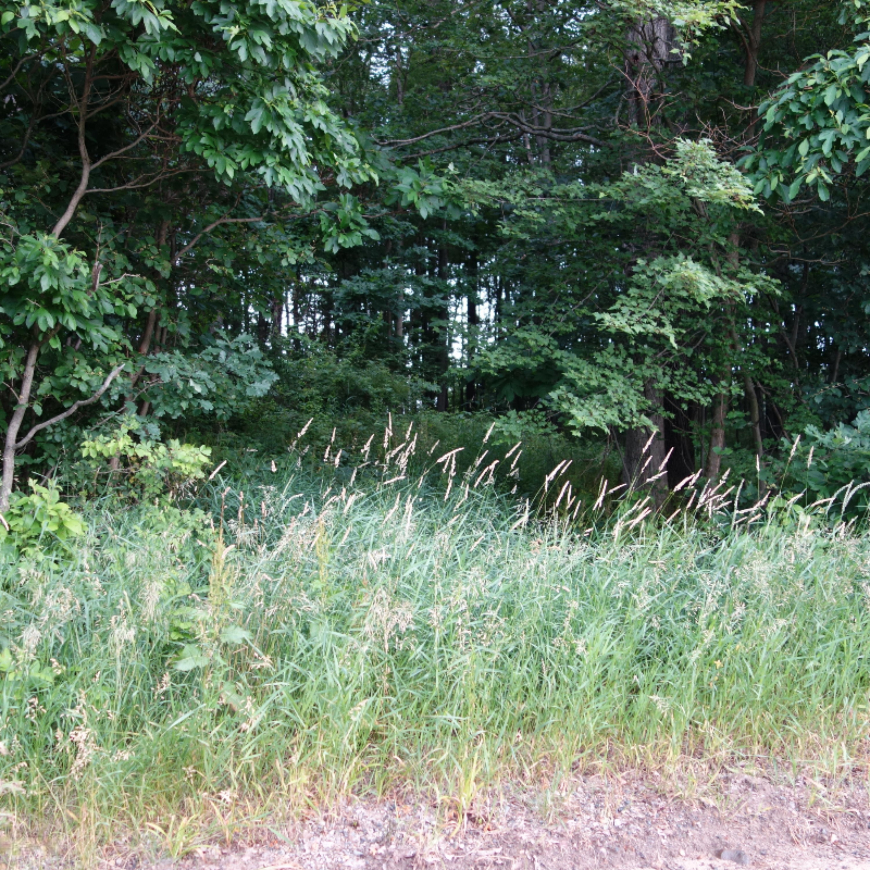 0 Weir Road Hanover, MI 49250 - Photo 14 of 35 DSC03036