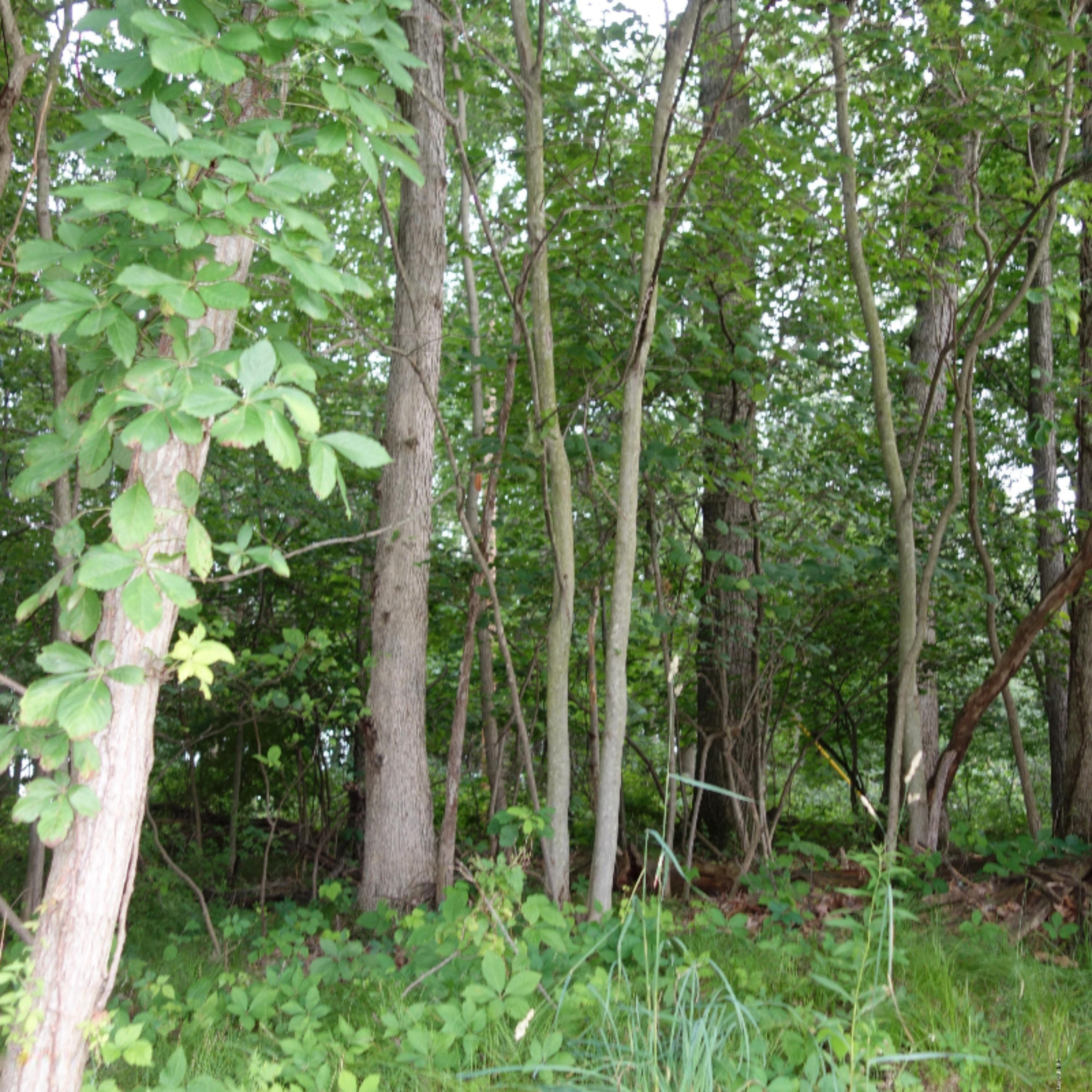 0 Weir Road Hanover, MI 49250 - Photo 16 of 35 DSC03044