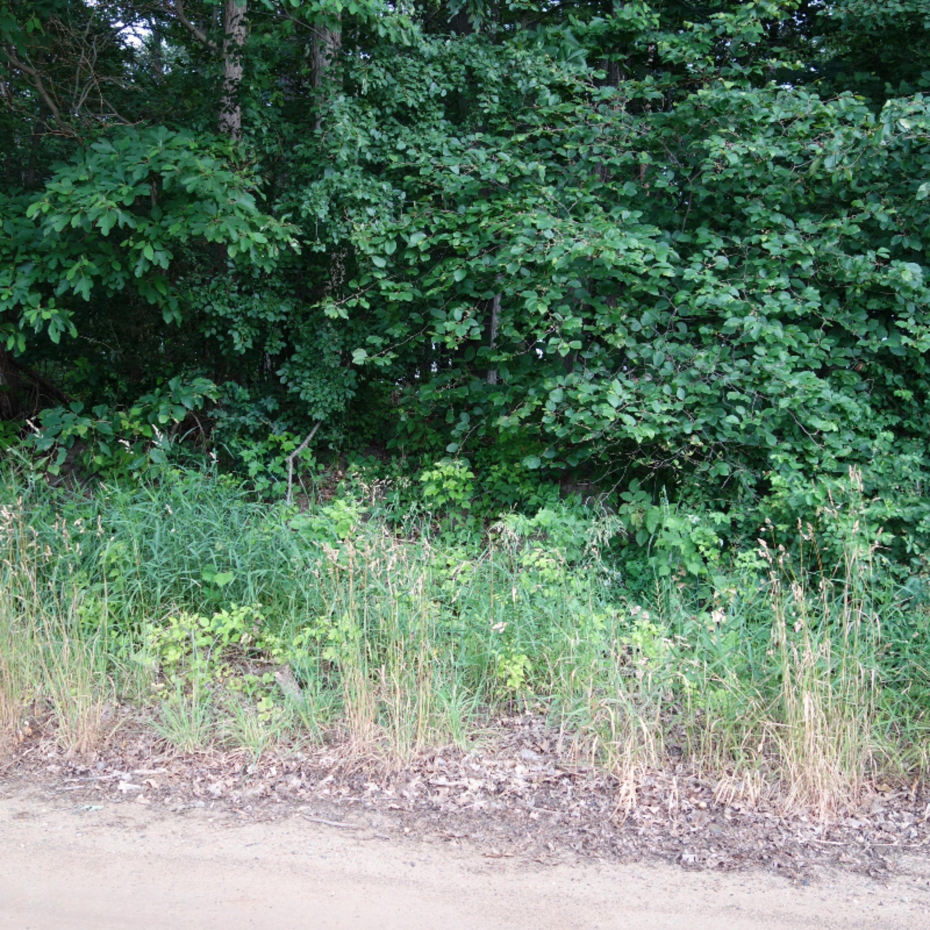 0 Weir Road Hanover, MI 49250 - Photo 17 of 35 DSC03045