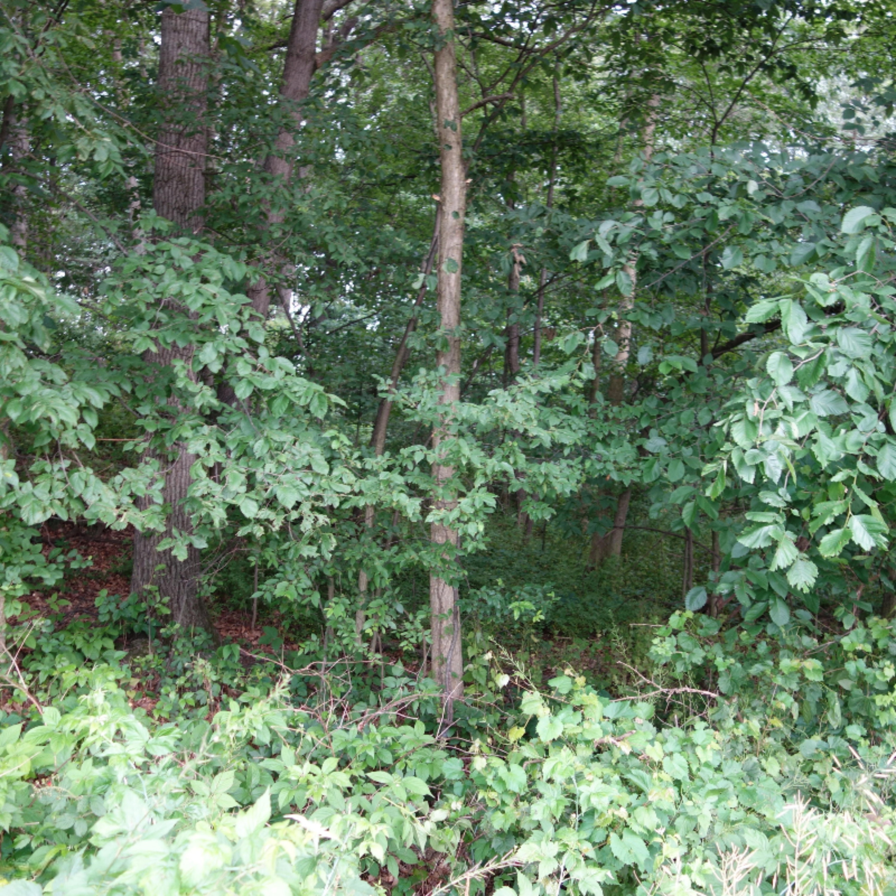 0 Weir Road Hanover, MI 49250 - Photo 26 of 35 DSC03046