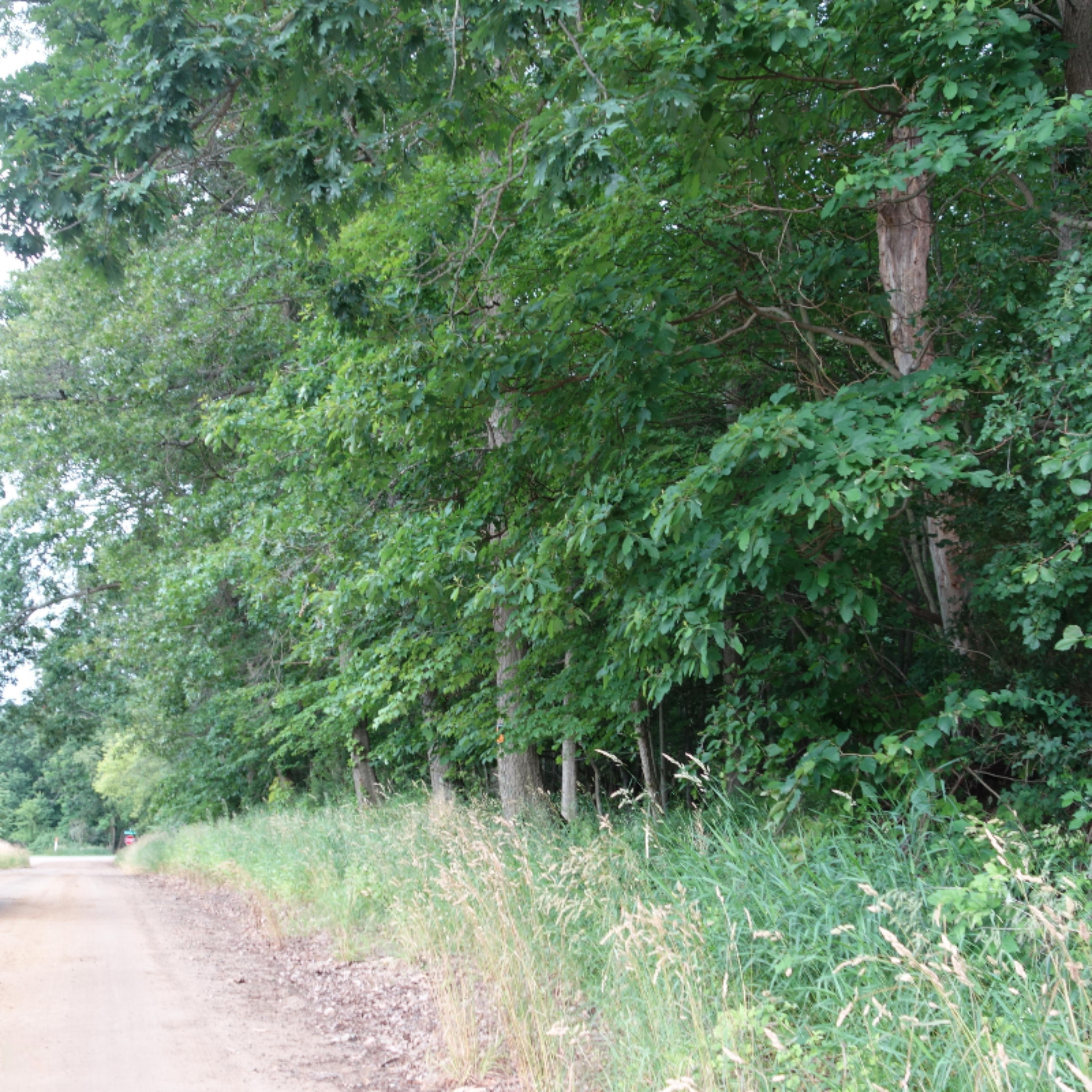 0 Weir Road Hanover, MI 49250 - Photo 27 of 35 DSC03048