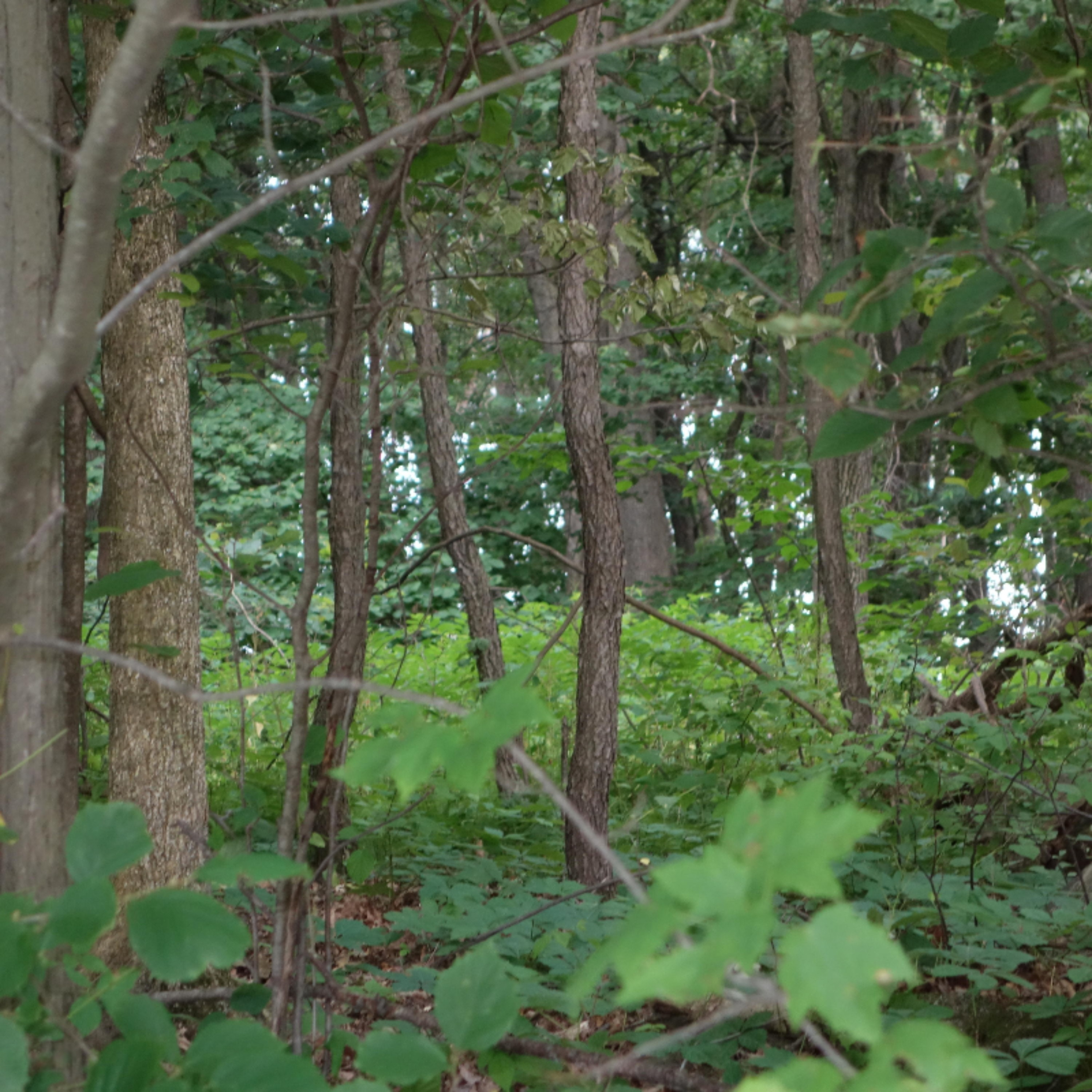 0 Weir Road Hanover, MI 49250 - Photo 7 of 35 DSC03047