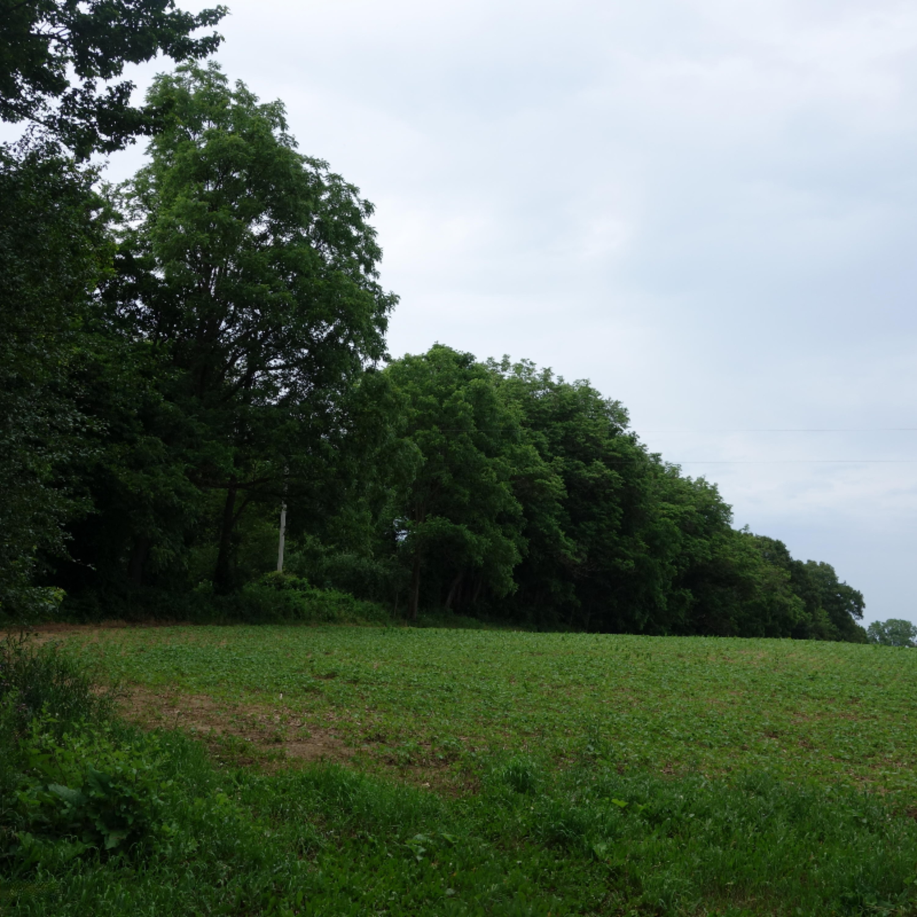 0 Weir Road Hanover, MI 49250 - Photo 10 of 35 DSC03054