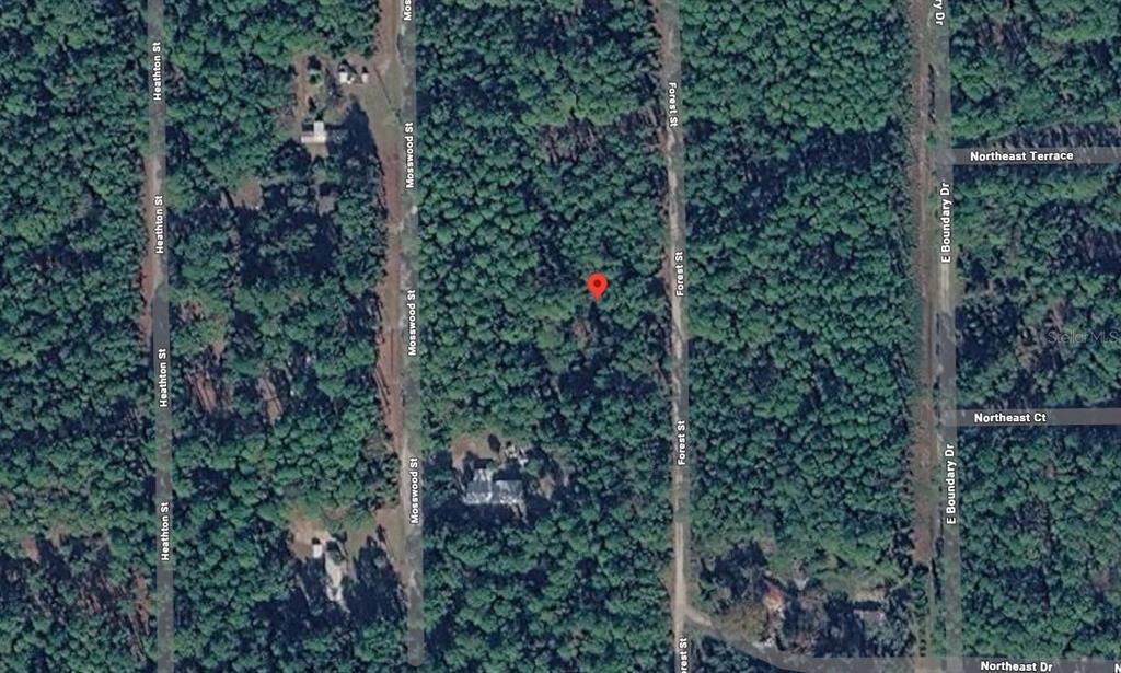 view of a green yard