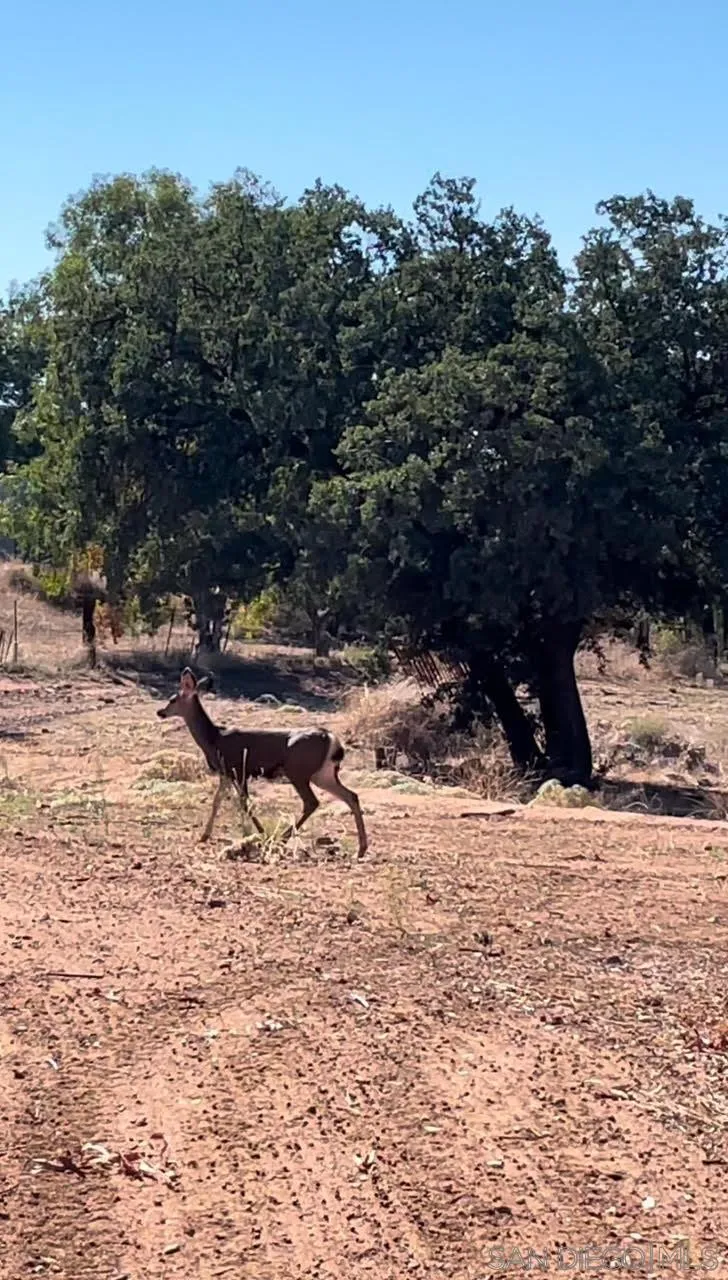 23471 Japatul Valley Road Alpine, CA 91901 - Photo 55 of 57 a view of a backyard of the house