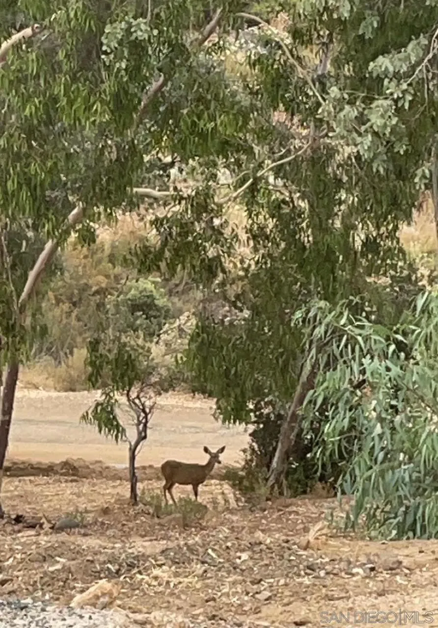 23471 Japatul Valley Road Alpine, CA 91901 - Photo 56 of 57 a view of a yard with plants and trees