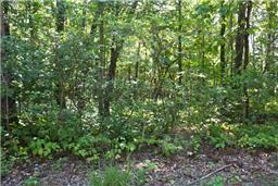 7175 Kingston Road Fairview, TN 37062 - Photo 4 of 6 a view of a lush green forest