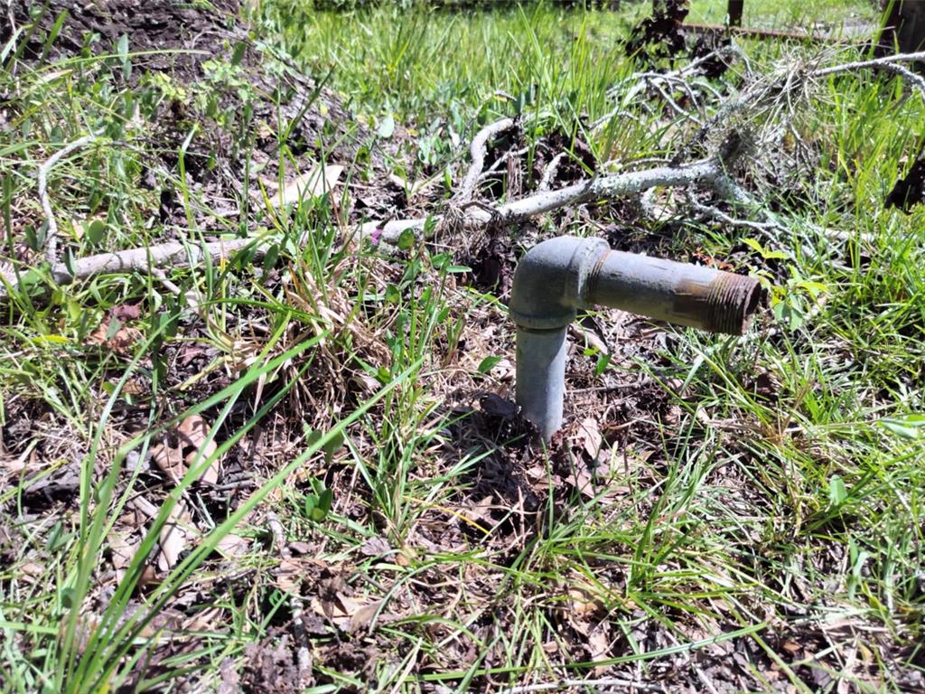 523 South Tuck Point Inverness, FL 34450 - Photo 11 of 28 a view of a plant in a garden
