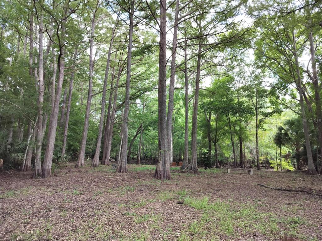 523 South Tuck Point Inverness, FL 34450 - Photo 13 of 28 a view of outdoor space and tree