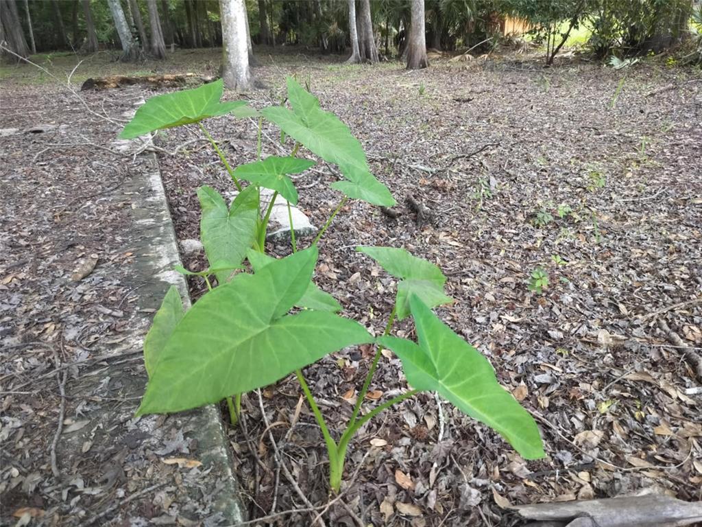 523 South Tuck Point Inverness, FL 34450 - Photo 17 of 28 a view of a garden with a patio
