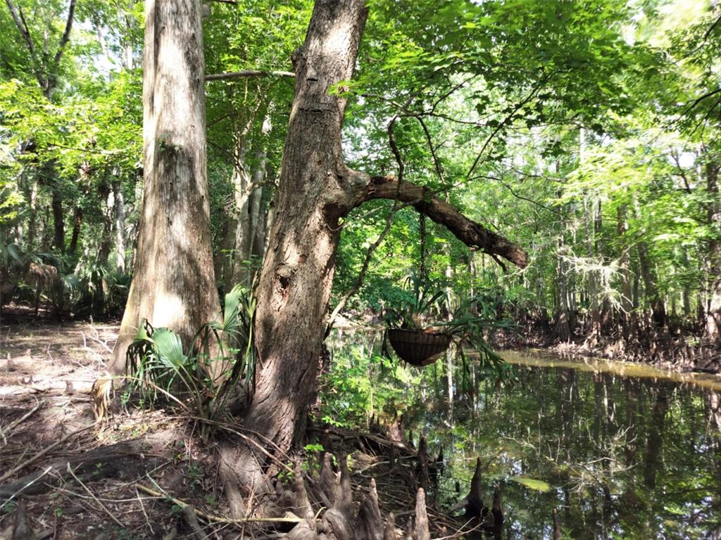 523 South Tuck Point Inverness, FL 34450 - Photo 22 of 28 a backyard of a house with lots of green space