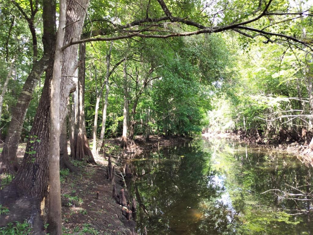523 South Tuck Point Inverness, FL 34450 - Photo 23 of 28 a view of a forest filled with trees