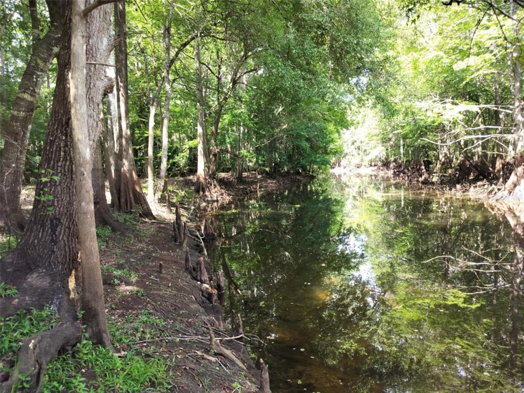 523 South Tuck Point Inverness, FL 34450 - Photo 5 of 28 a view of a forest filled with trees