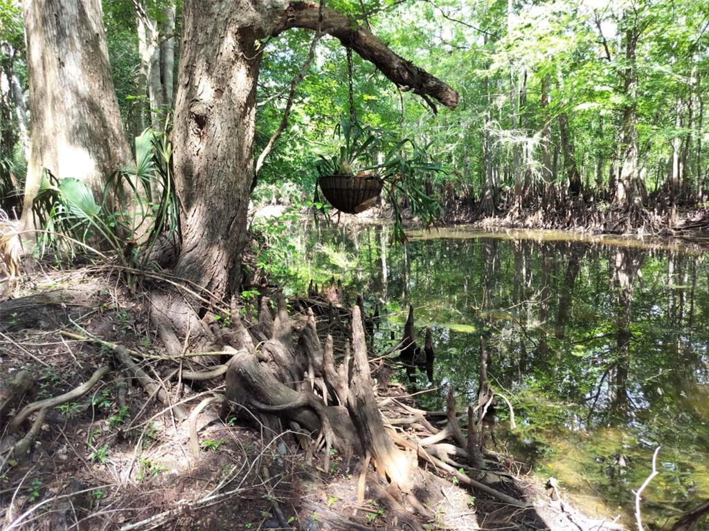 523 South Tuck Point Inverness, FL 34450 - Photo 6 of 28 a view of a tree with a lake