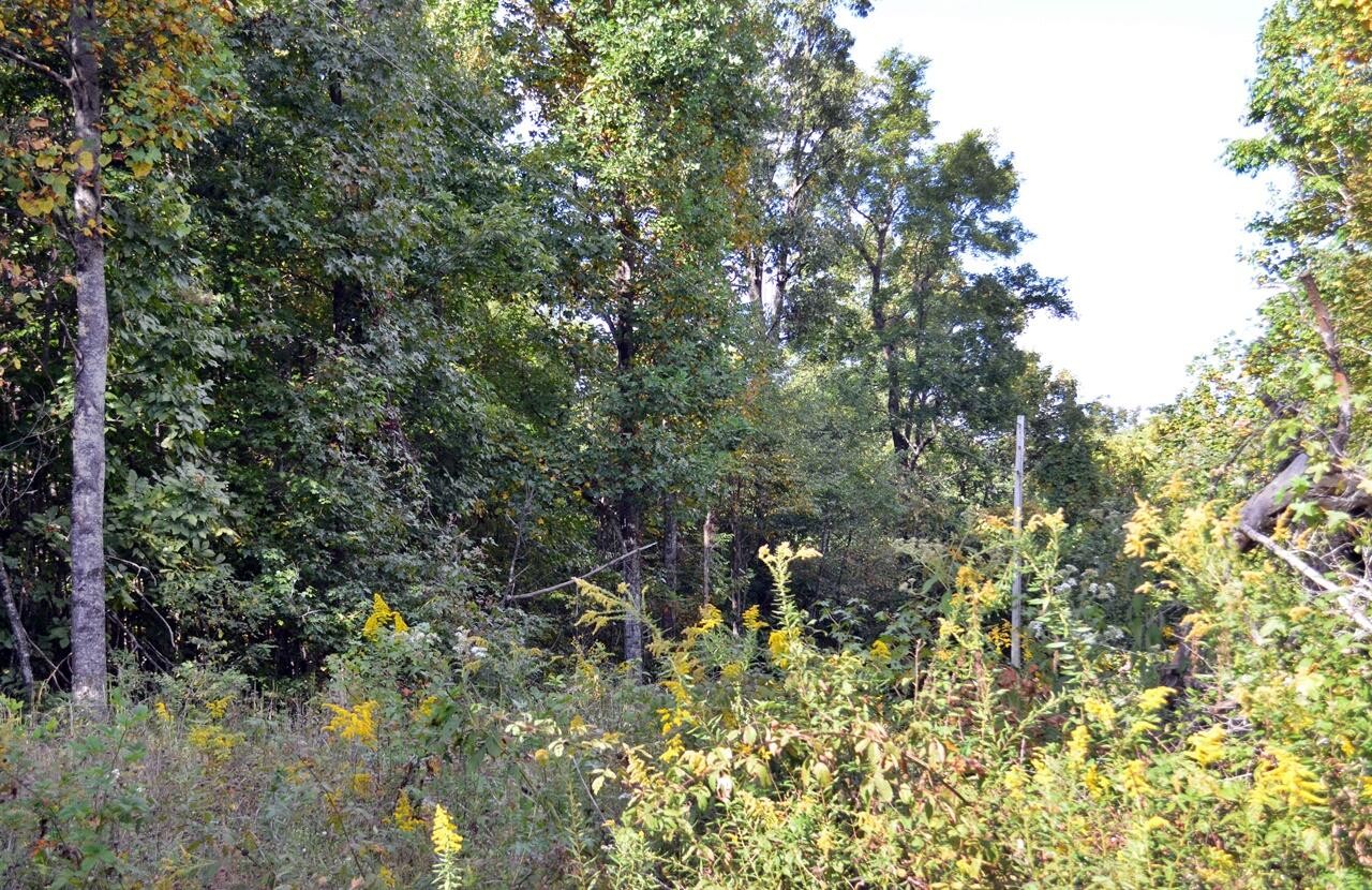 16 Overlook Trail Spring City, TN 37381 - Photo 4 of 5 Gallery Image 4