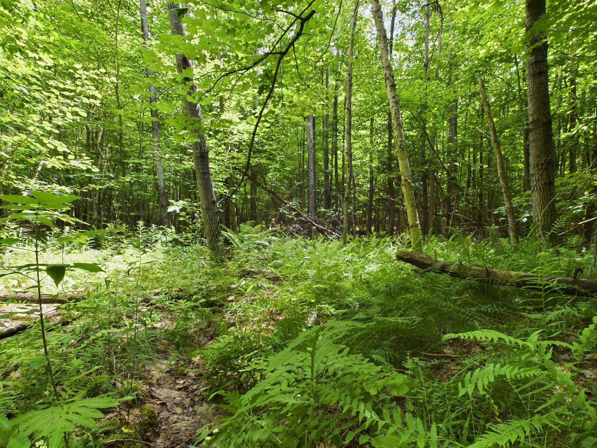 0 North Reynolds Road Interlochen, MI 49643 - Photo 15 of 22