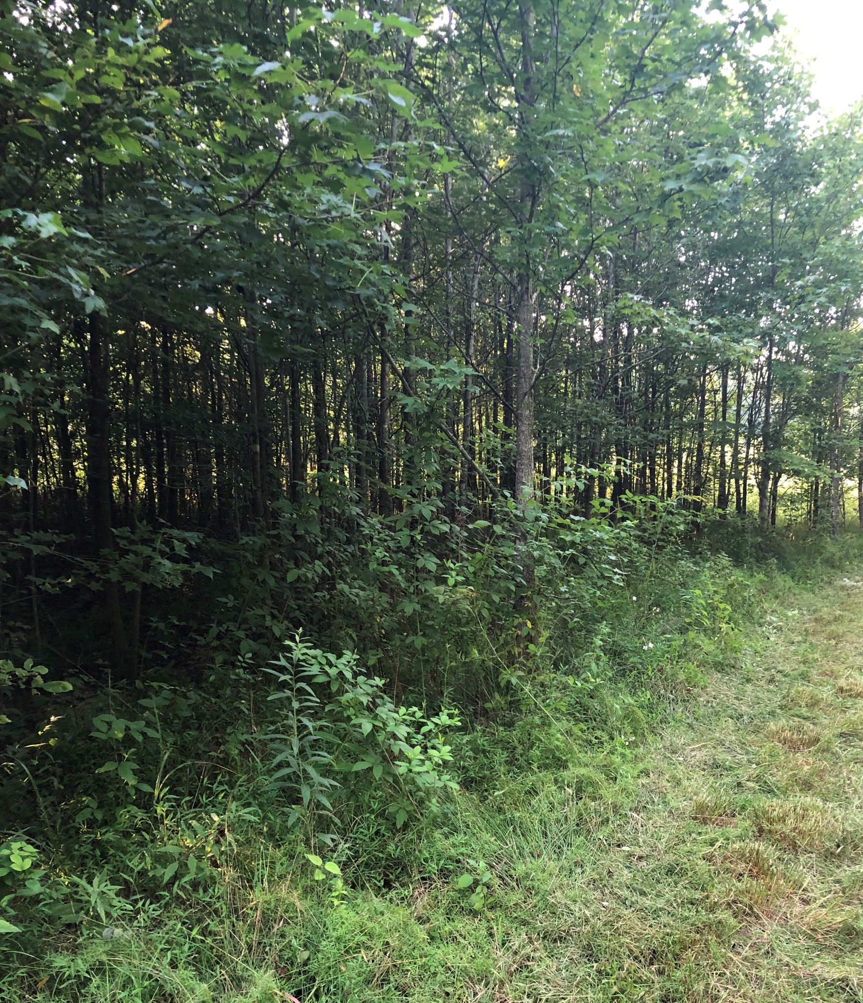 314 West Hester Road Cottontown, TN 37048 - Photo 13 of 26 a big yard with lots of green space and trees