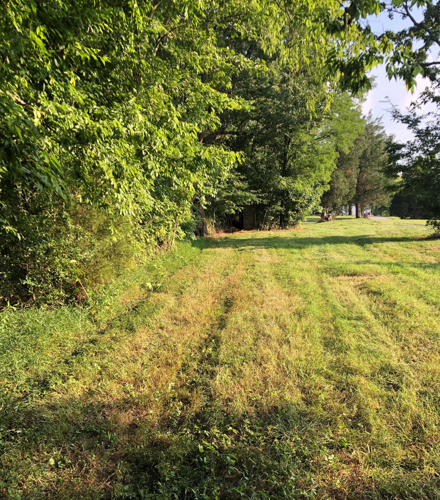 314 West Hester Road Cottontown, TN 37048 - Photo 3 of 26 a view of yard with large trees