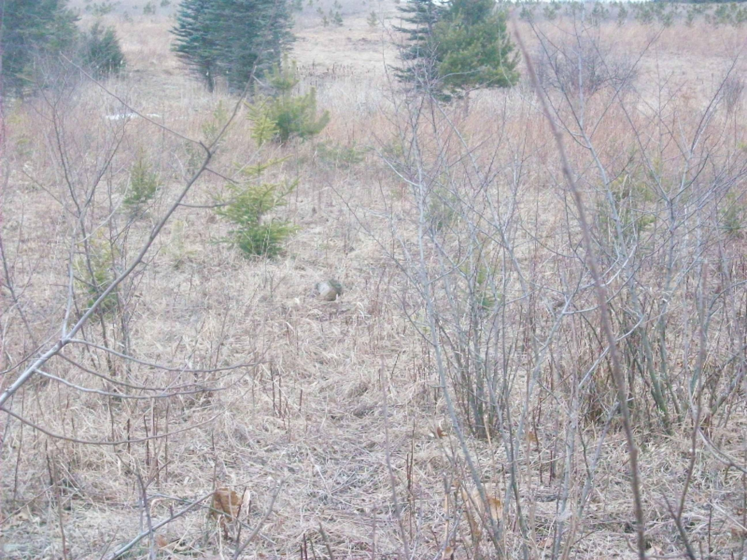 97 South Lakola Road Reed City, MI 49677 - Photo 3 of 3 100_2929.jpg