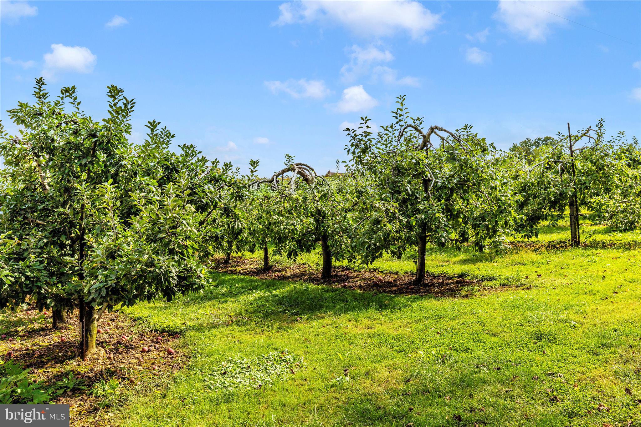 13839 Pryor Road Thurmont, MD 21788 - Photo 66 of 66 Pryor's Orchard