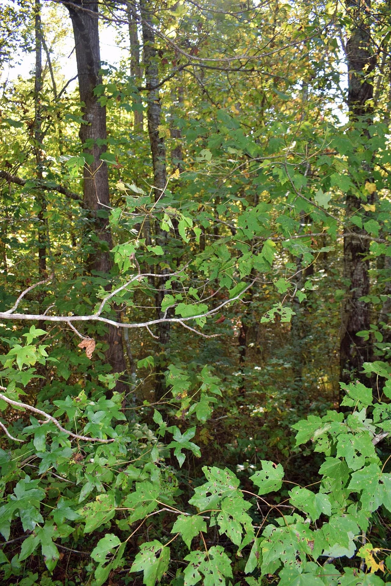 164 Cooper Road Campobello, SC 29322 - Photo 10 of 27