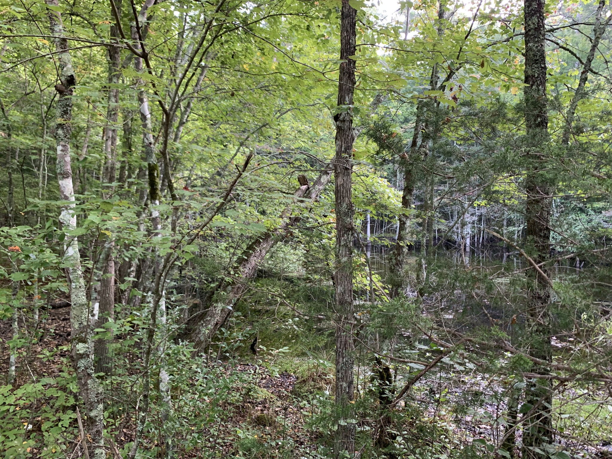 0 Popular Springs Road Tracy City, TN 37387 - Photo 11 of 18 Gallery Image 11