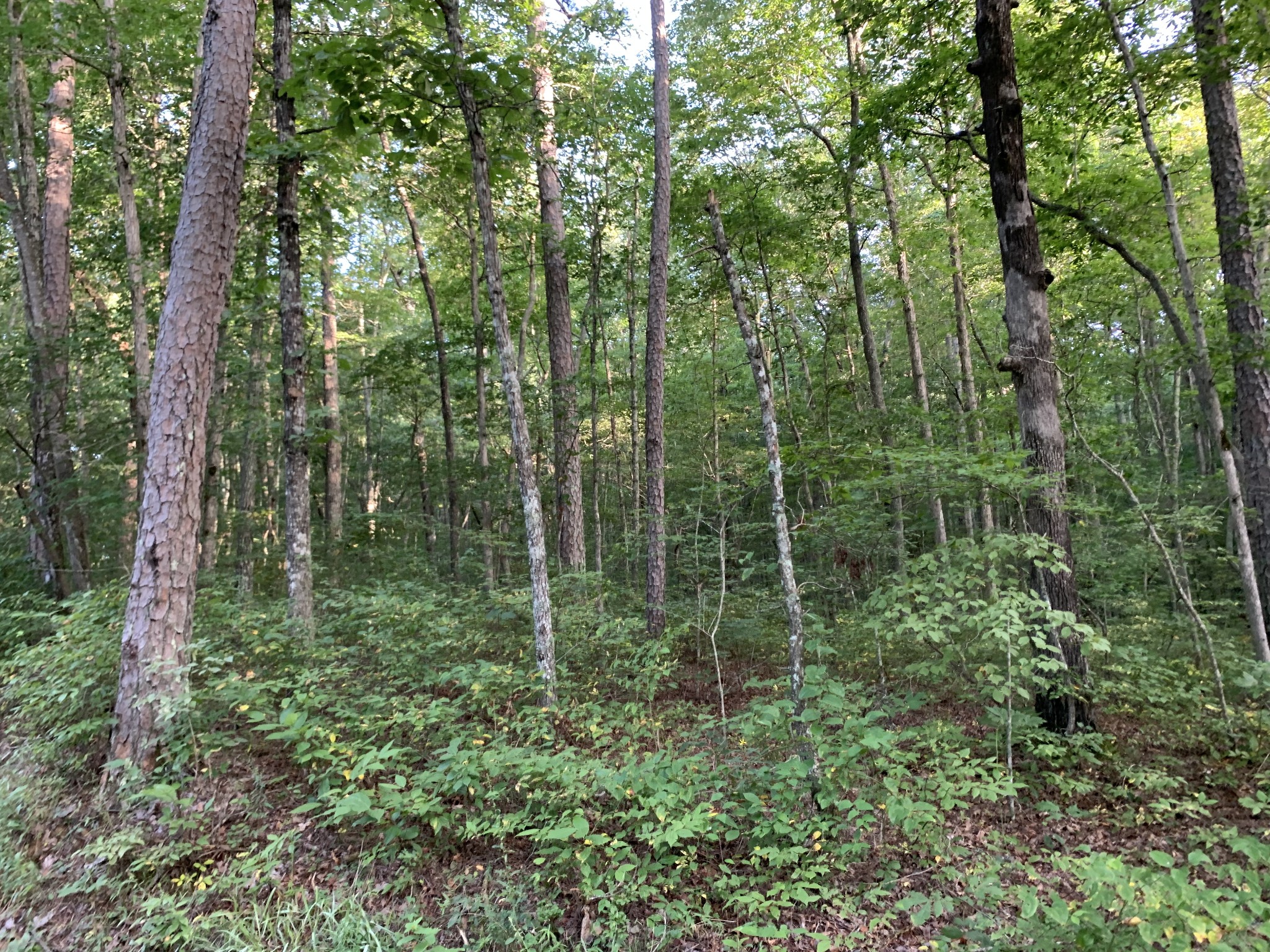 0 Popular Springs Road Tracy City, TN 37387 - Photo 15 of 18 Gallery Image 15