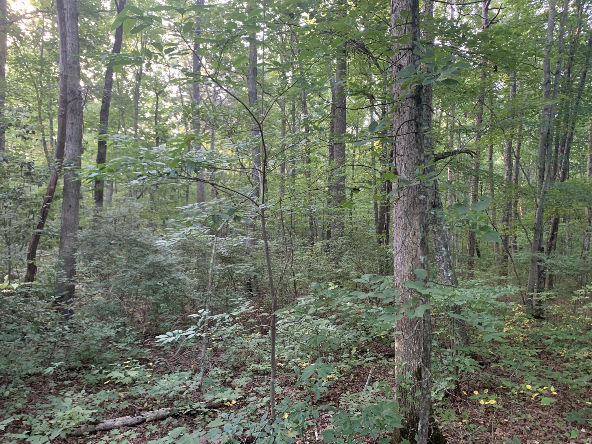 Gallery Image 6