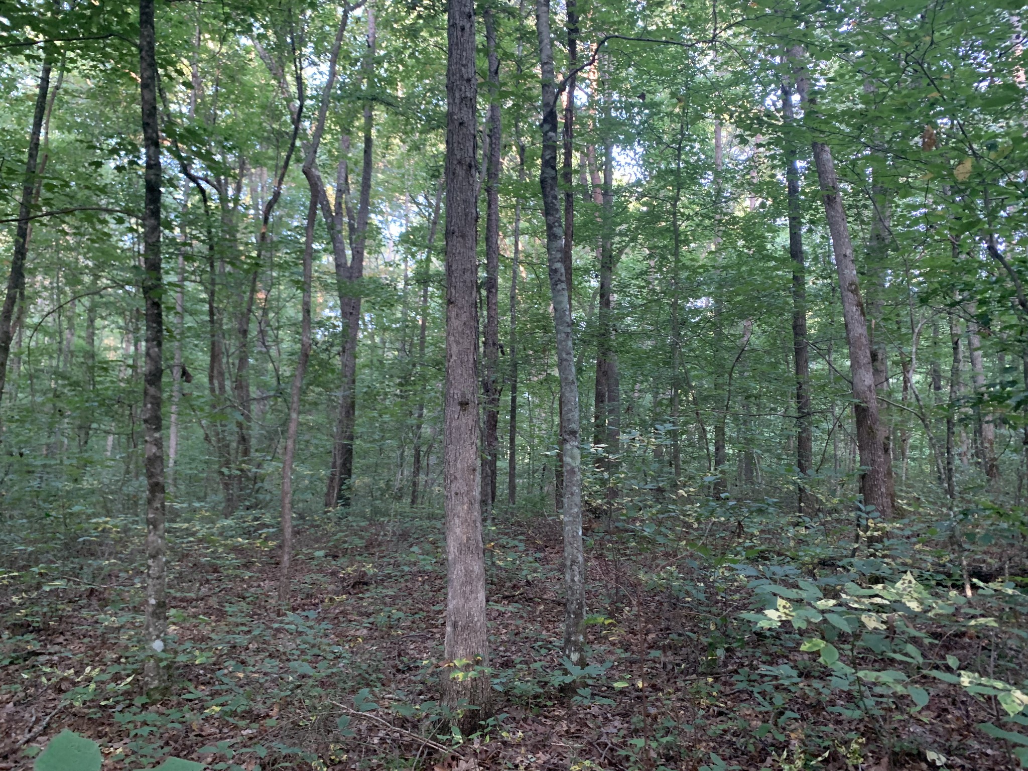 0 Popular Springs Road Tracy City, TN 37387 - Photo 8 of 18 Gallery Image 8