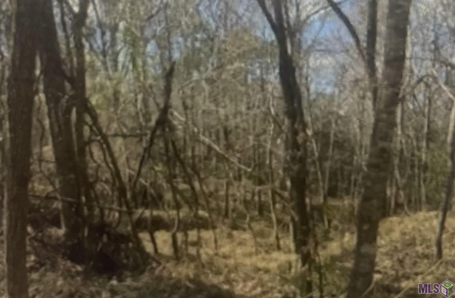 0 Turkey Creek Road Natchez, MS 39120 - Photo 3 of 4