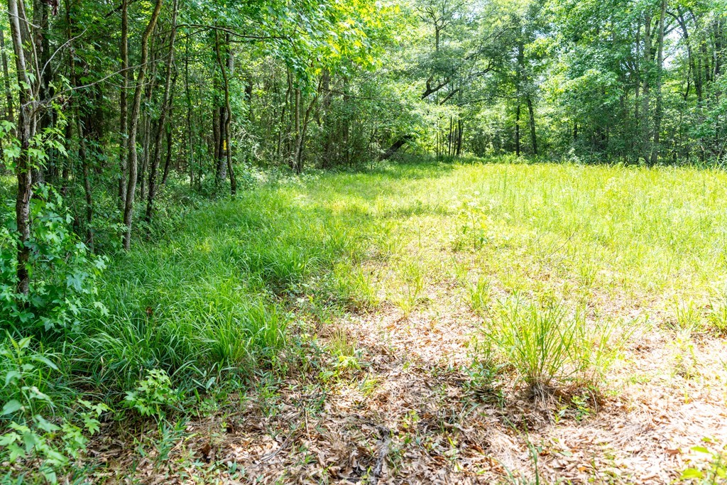 3 Comers Pond Road Pittsview, AL 36871 - Photo 32 of 51