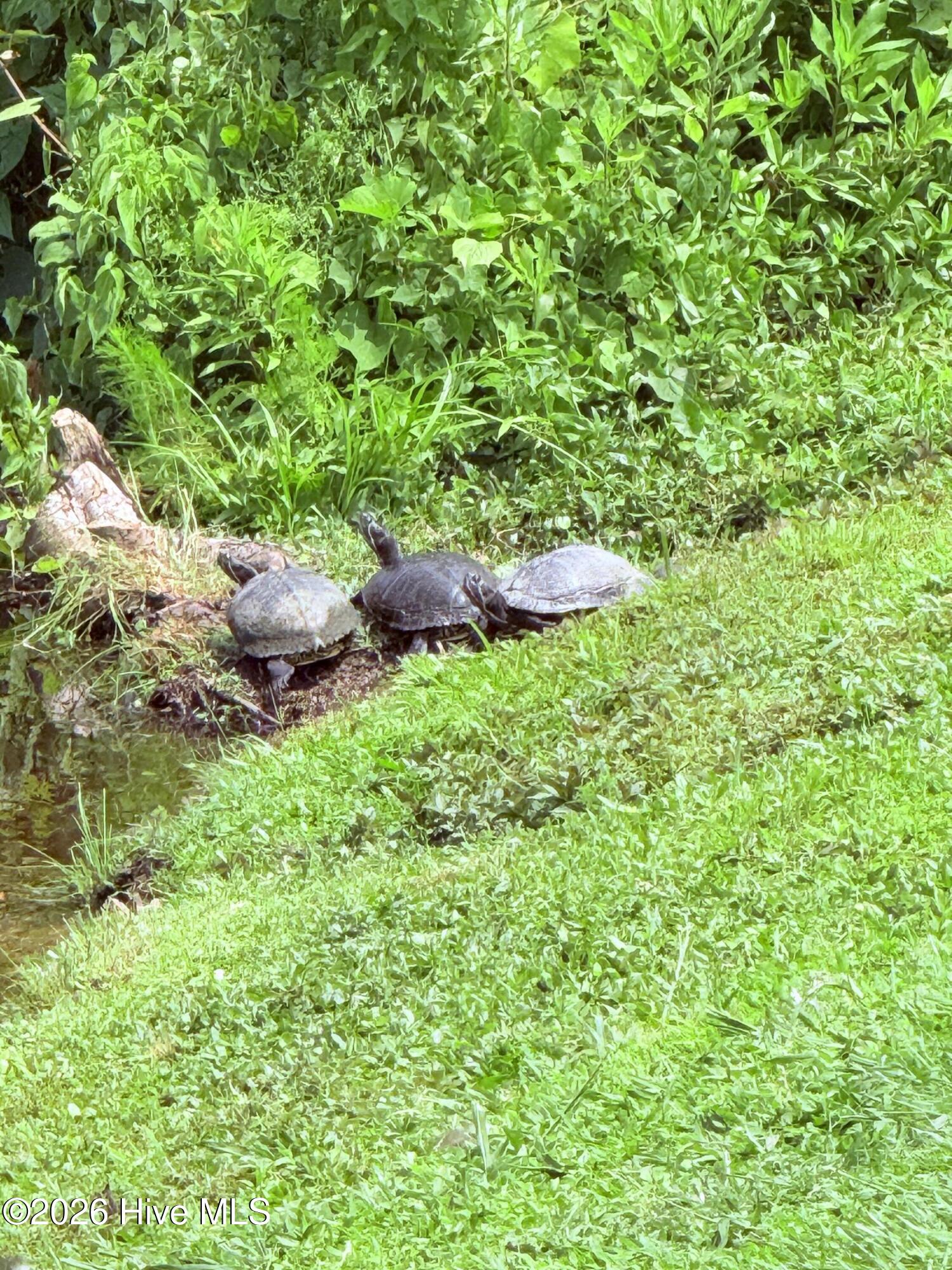 188 East Ridge Court Jacksonville, NC 28540 - Photo 29 of 29 Turtle Friends