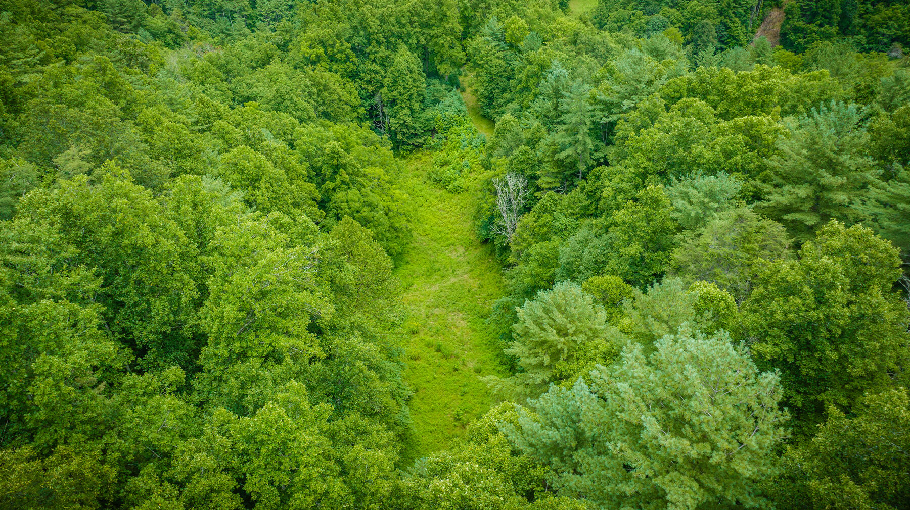 Tbd Chandler Cove Road Erwin, TN 37650 - Photo 20 of 26 115
