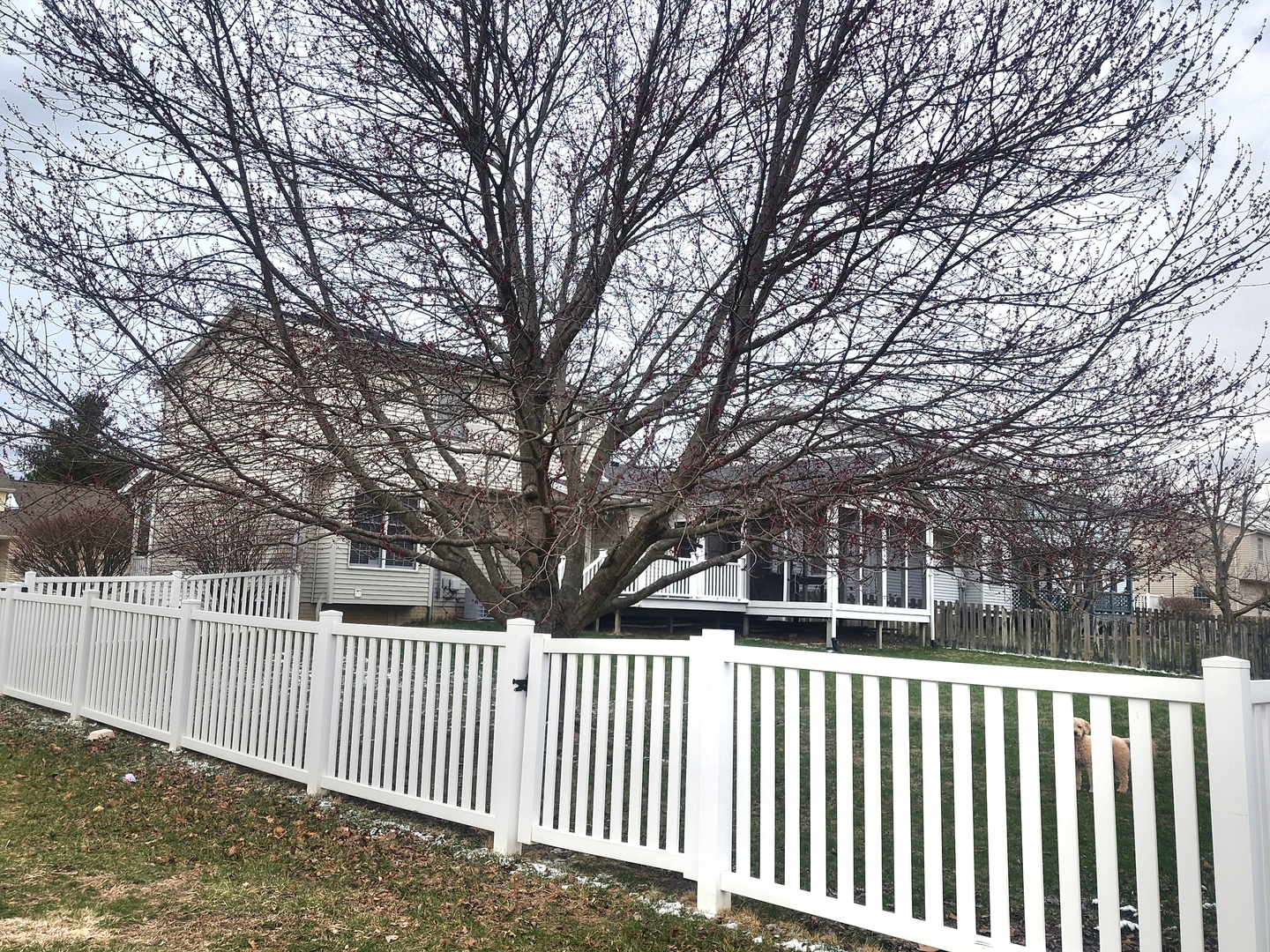 1615 Fairfield Drive Normal, IL 61761 - Photo 2 of 2 a view of a white house with a large trees