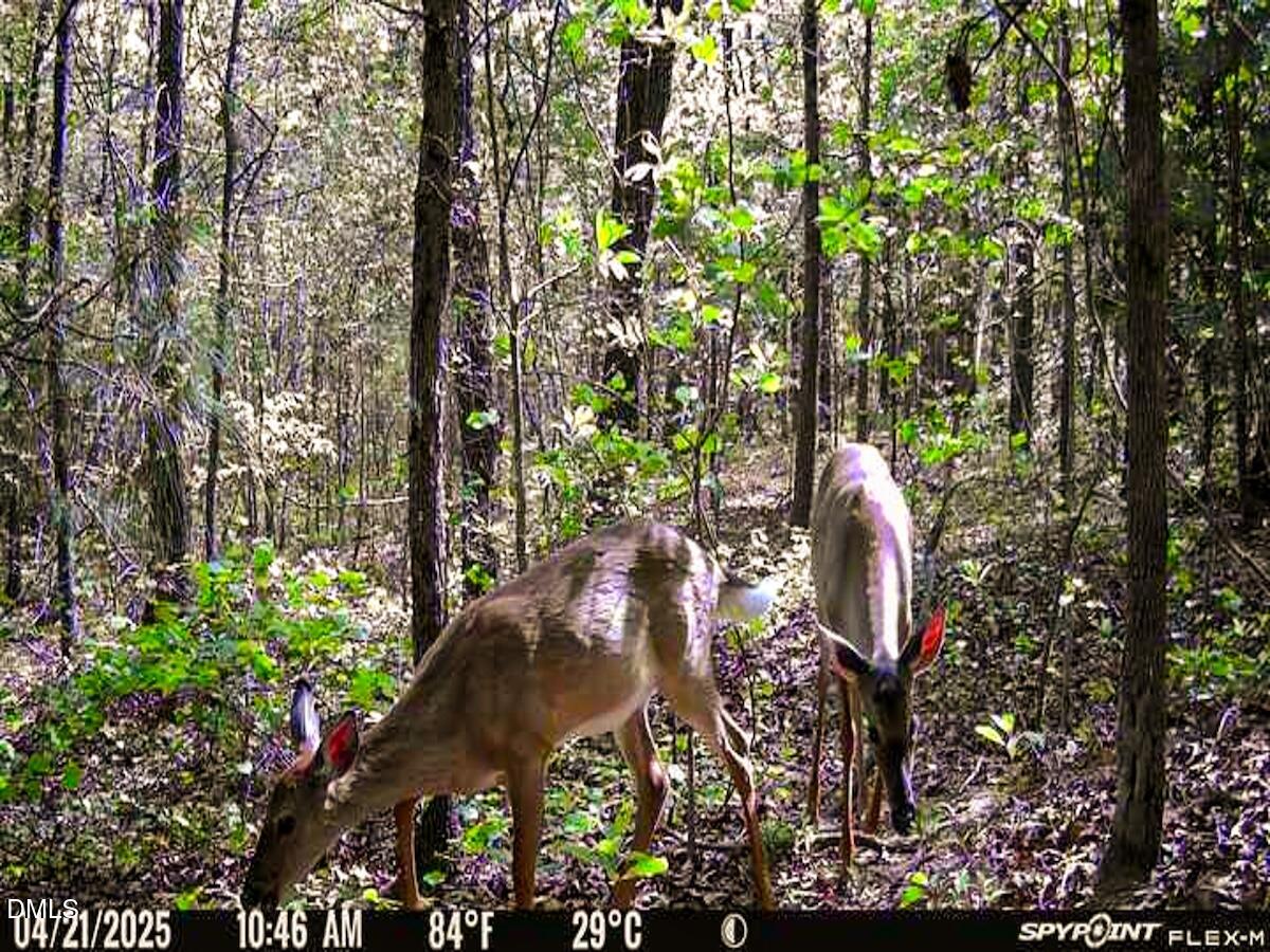 0 Jesse Smith Road Laurel Hill, NC 28351 - Photo 12 of 54 a view of yard