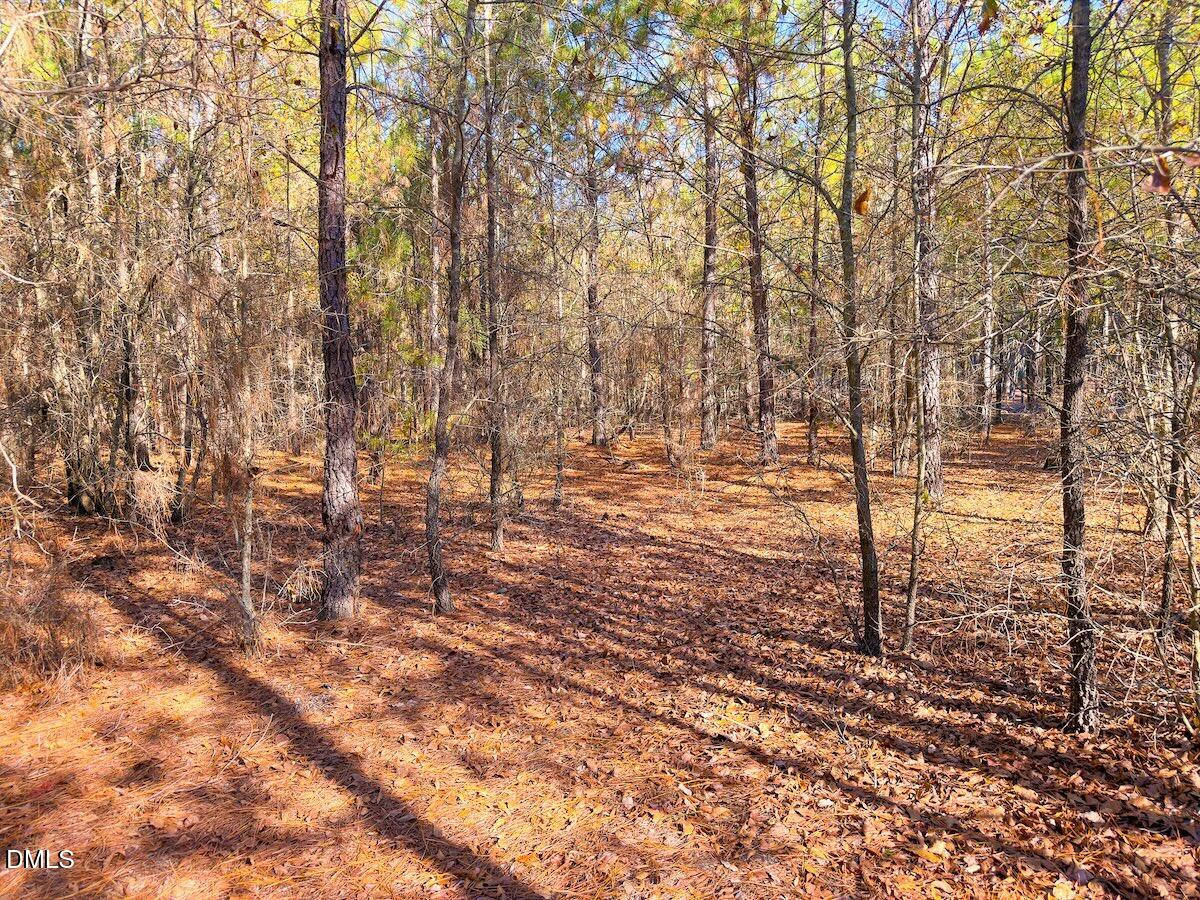 0 Jesse Smith Road Laurel Hill, NC 28351 - Photo 14 of 54 a view of yard