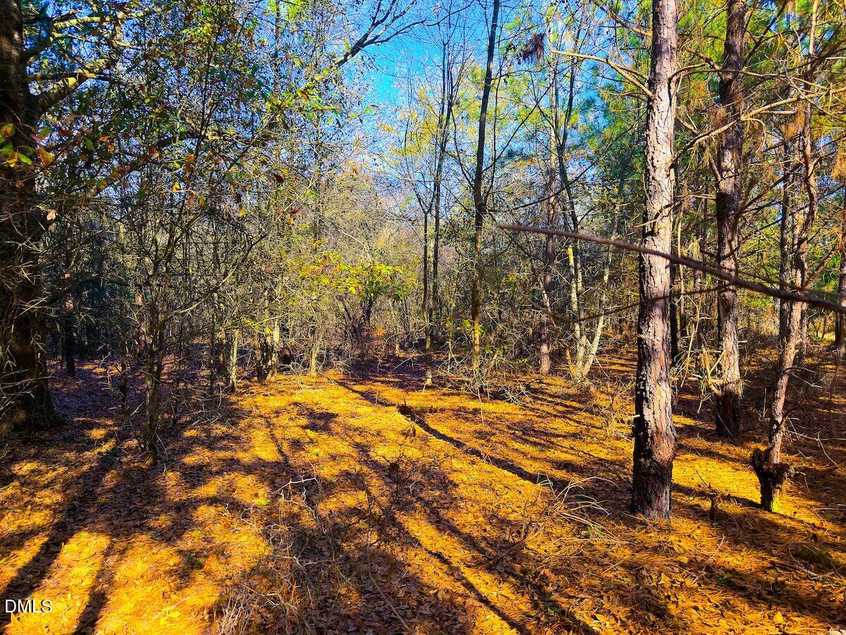 0 Jesse Smith Road Laurel Hill, NC 28351 - Photo 18 of 54 a view of yard