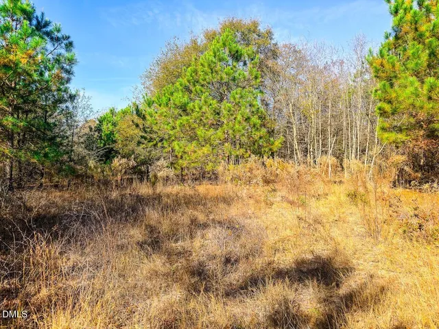 a view of a forest that has a tree