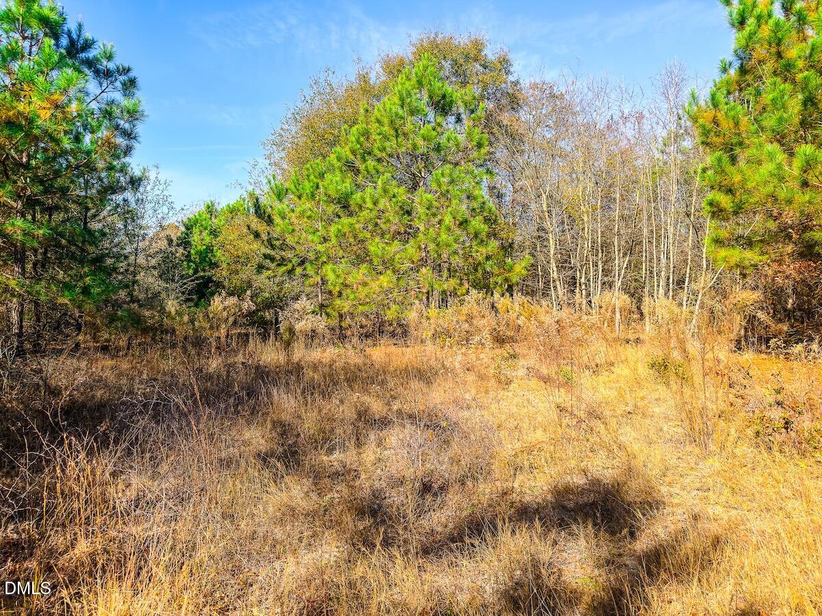 0 Jesse Smith Road Laurel Hill, NC 28351 - Photo 20 of 54 a view of a yard with plants and trees
