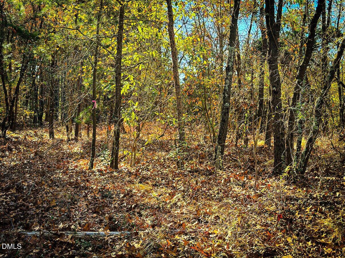 0 Jesse Smith Road Laurel Hill, NC 28351 - Photo 22 of 54 a view of a yard with a tree