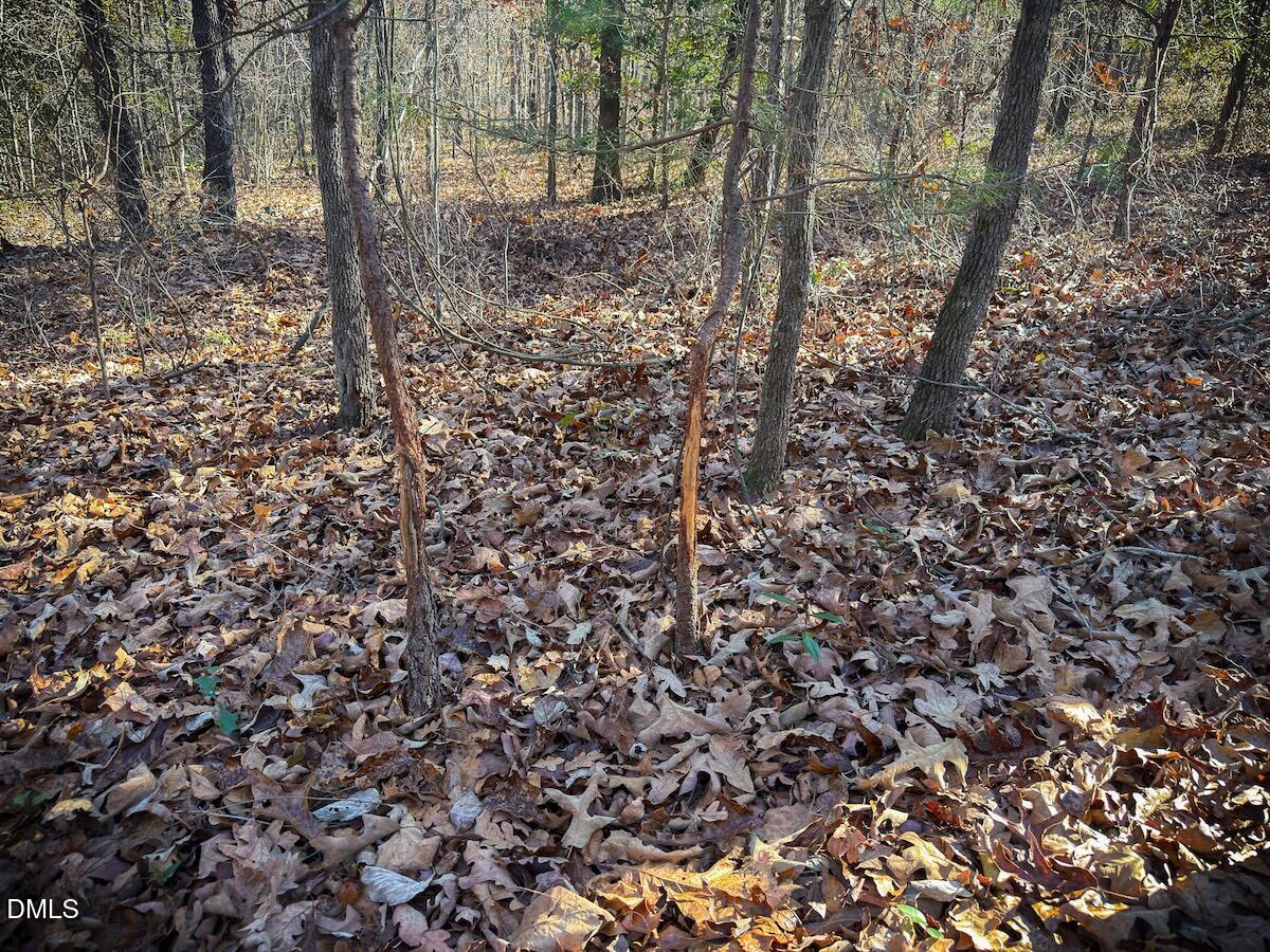 0 Jesse Smith Road Laurel Hill, NC 28351 - Photo 23 of 54 a view of a forest that has a tree