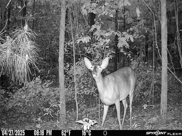 a view of a forest filled with trees