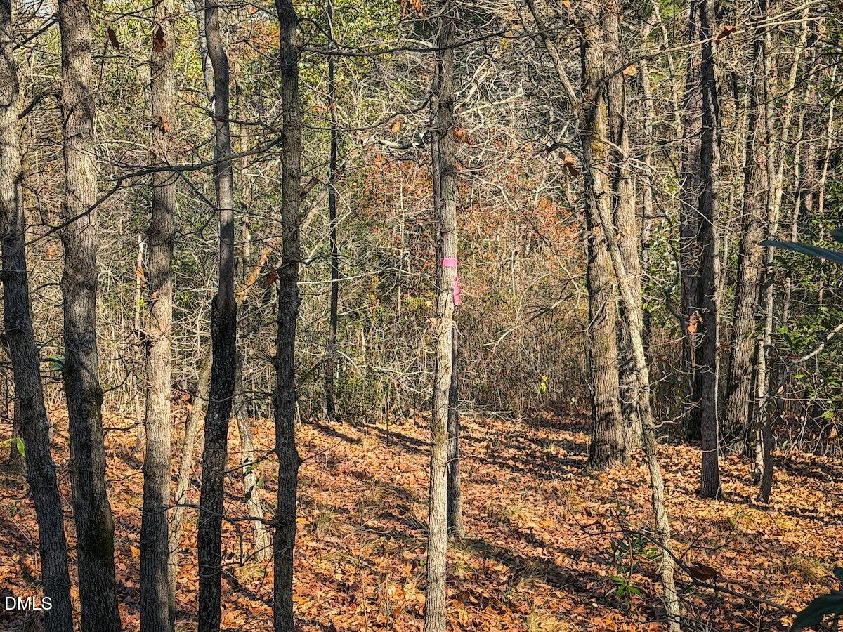 0 Jesse Smith Road Laurel Hill, NC 28351 - Photo 29 of 54 a view of a forest filled with trees