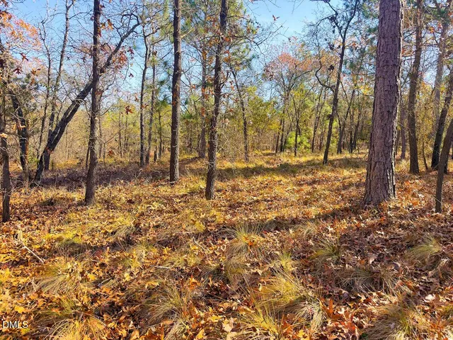 a view of flowers in bunch