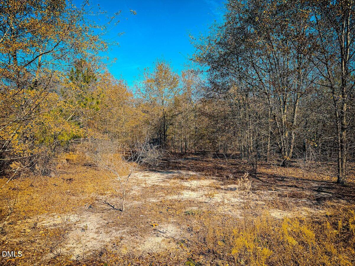 0 Jesse Smith Road Laurel Hill, NC 28351 - Photo 45 of 54 a view of a yard with trees