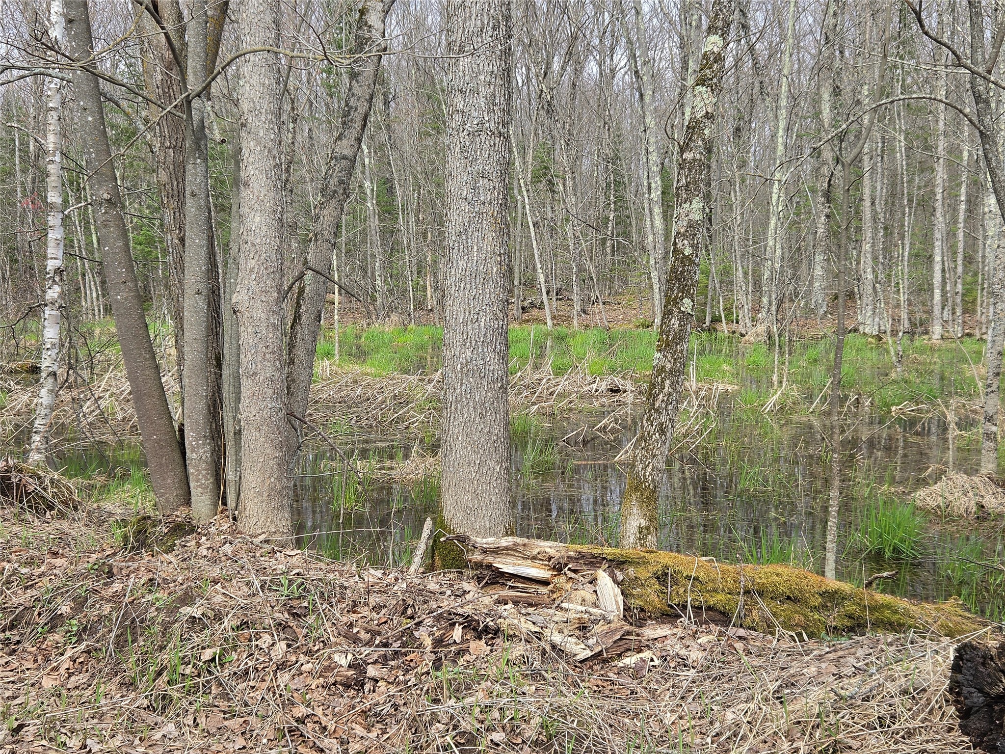 12-xxx North Olson Road Hayward, WI 54843 - Photo 5 of 22 Seasonal pooling of water on land near the road is great for Spring wildlife. Should dry up.